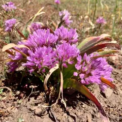 Siskiyou onion thumbnail 3