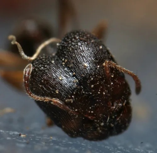 Hairy Big-headed Ant