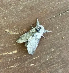 Furcula cinereoides thumbnail 3