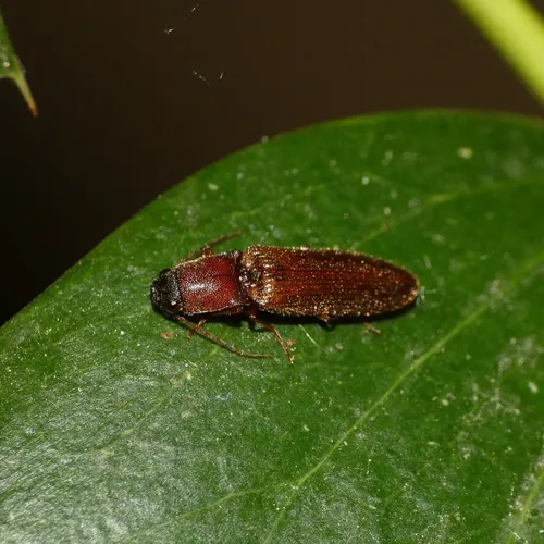 Red-bellied Click Beetle