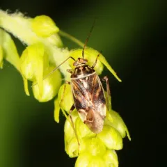 North American Tarnished Plant Bug thumbnail 2