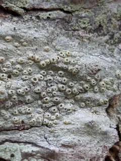 Bark Barnacles thumbnail 3