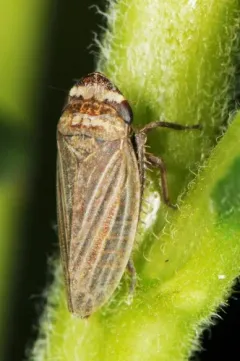 Aphrodes makarovi thumbnail 4