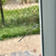 Lyre-tipped Spreadwing thumbnail 3