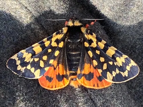 Arctic Tiger Moth