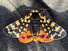Arctic Tiger Moth thumbnail 1