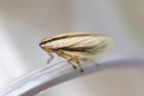 Fen Spittlebug