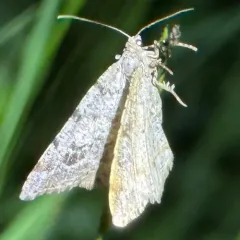 Pale-marked Angle thumbnail 4