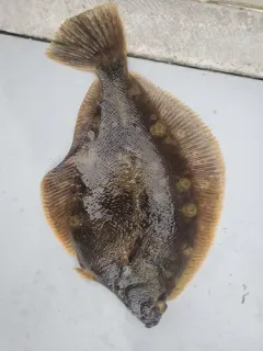 Northern Rock Sole thumbnail 2