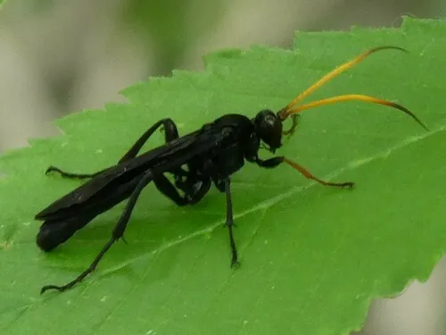 Conocalama brullei