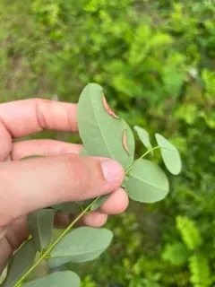 locust gall midge thumbnail 2