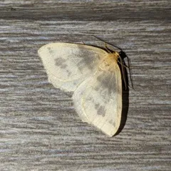 Currant Spanworm Moth thumbnail 2