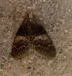 Aspen Webworm Moth thumbnail 3