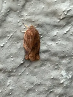 Parallel-banded Leafroller Moth thumbnail 4
