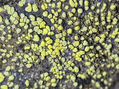 Rhizocarpon ridescens