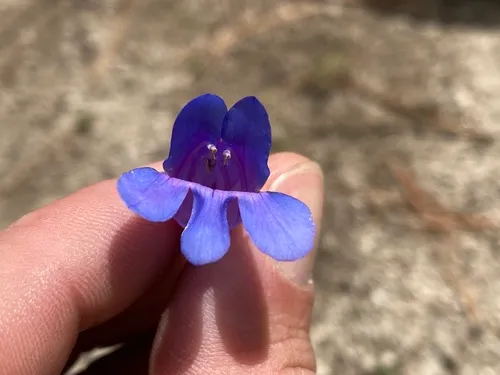 Minidoka Beardtongue