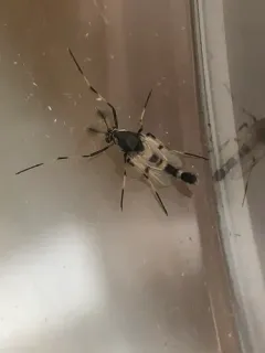 Coelotanypus scapularis thumbnail 2