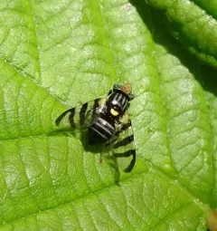 Rhagoletis berberis thumbnail 3