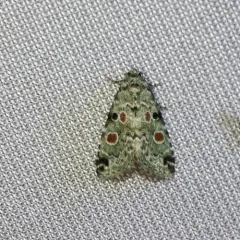 Red-spotted Glyph thumbnail 4