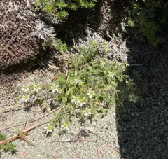 Nuttall's sandwort thumbnail 3