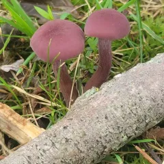 Amethyst Deceiver thumbnail 3