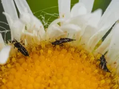 Haplothrips leucanthemi thumbnail 3