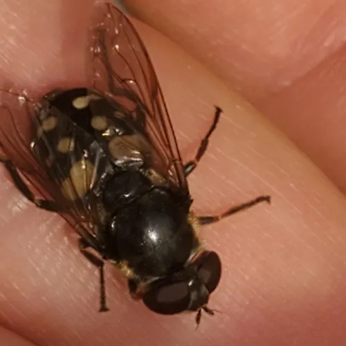 White-spotted Pond Fly