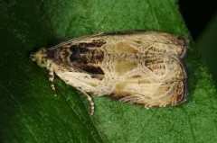 Putty-patched Moth thumbnail 4