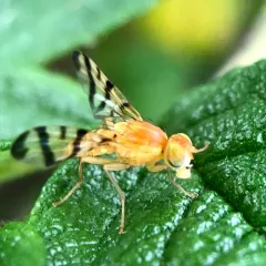 Rose Hip Fly thumbnail 4
