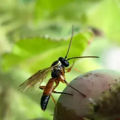 Common Hover Fly Parasitoid Wasp thumbnail 3