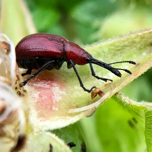 Rose Curculio