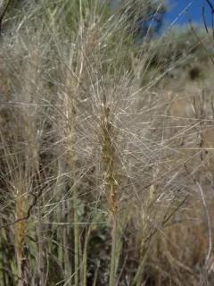 Big Squirreltail thumbnail 4