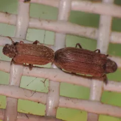 Hemicoelus gibbicollis thumbnail 2