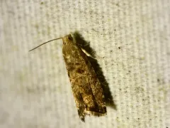 European Spruce Needleminer Moth thumbnail 2