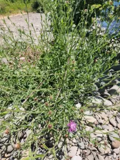 Meadow Knapweed thumbnail 3