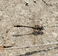 Pronghorn Clubtail thumbnail 1
