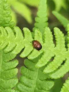 Cychramus adustus thumbnail 3
