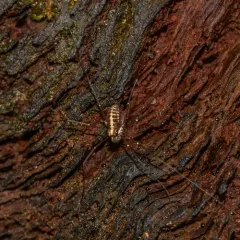 Caddo agilis thumbnail 3