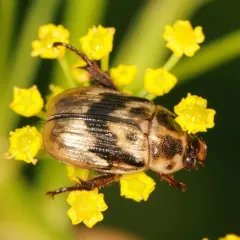 Oriental Beetle thumbnail 2