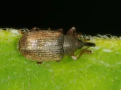 Acalyptus carpini thumbnail 3