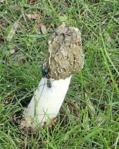 common stinkhorn thumbnail 3