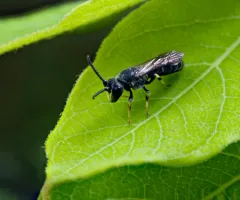 Vertical Masked Bee thumbnail 2