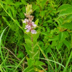 prairie woundwort thumbnail 4