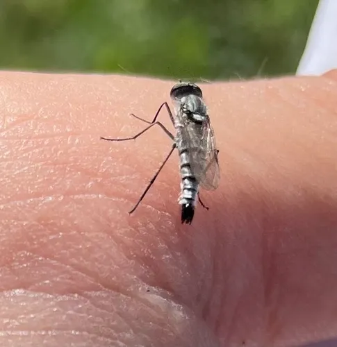 Psilocephala vicina