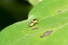 Thaumatomyia grata thumbnail 3