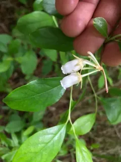 staggerbush thumbnail 3