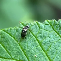 Pubescent Tumbling Flower Beetle thumbnail 3