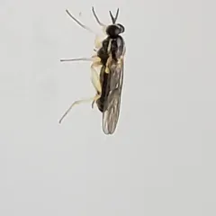 Solva pallipes thumbnail 4