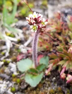 Alpine Saxifrage thumbnail 2