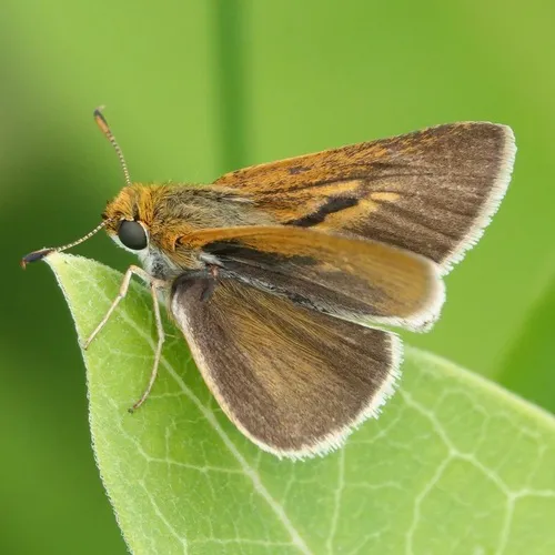 Two-spotted Skipper